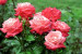Pogostite.ru - Россия: В Никитский парк, лечить психику розами