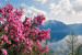 Pogostite.ru - Алтай откроет летний сезон «Цветением маральника»