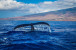 Pogostite.ru - В Шотландии можно наблюдать за китами по специально созданному маршруту