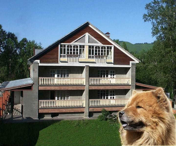 Собака горно алтайск. Гостиница рыжий пес в Горно-Алтайске. Усадьба рыжий пес Алтай. Горно-Алтайск гостиницы. Гостиница для собак.