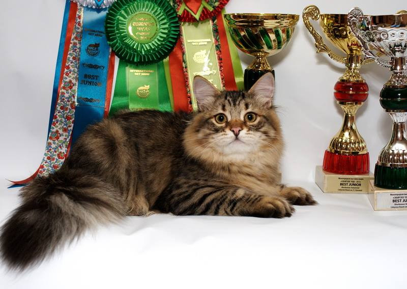 Выставка кошек в Эссене. Подробная информация и расписание.