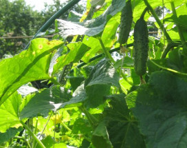 Гостевой дом Семейный Досуг