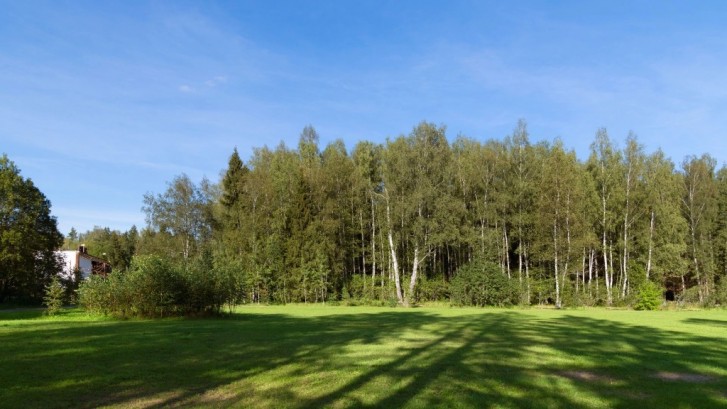 Pogostite.ru - THE BIRCH #43